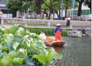 生态之美 | 广西大学内湖开出罕见并蒂莲