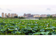 贺州爱莲湖五百亩荷塘：生态惠民新图景